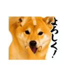 パリピ横揺れ柴犬（個別スタンプ：10）