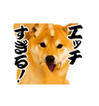 パリピ横揺れ柴犬（個別スタンプ：11）