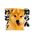 パリピ横揺れ柴犬（個別スタンプ：12）