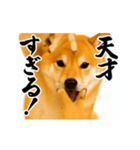 パリピ横揺れ柴犬（個別スタンプ：13）