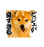 パリピ横揺れ柴犬（個別スタンプ：14）