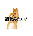 パリピ横揺れ柴犬（個別スタンプ：15）