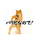 パリピ横揺れ柴犬（個別スタンプ：16）