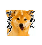 パリピ横揺れ柴犬（個別スタンプ：17）