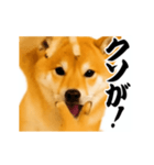 パリピ横揺れ柴犬（個別スタンプ：18）