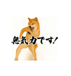 パリピ横揺れ柴犬（個別スタンプ：19）