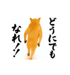 パリピ横揺れ柴犬（個別スタンプ：20）