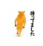 パリピ横揺れ柴犬（個別スタンプ：21）