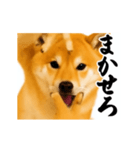 パリピ横揺れ柴犬（個別スタンプ：22）