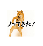 パリピ横揺れ柴犬（個別スタンプ：23）
