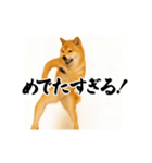 パリピ横揺れ柴犬（個別スタンプ：24）