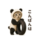 着ぐるみ子猫のお誕生日＆日常♪（個別スタンプ：16）