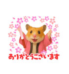 推し活ハムさん(ピンク担)（個別スタンプ：17）