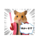 推し活ハムさん(ピンク担)（個別スタンプ：18）