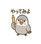 メモる文鳥 おしごと応援セット（個別スタンプ：24）