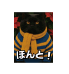 ネッコさんのおスタンプ9（個別スタンプ：16）