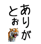 老眼でも見える虎【関西弁】3（個別スタンプ：12）