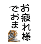 老眼でも見える虎【関西弁】3（個別スタンプ：27）