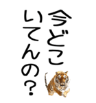 老眼でも見える虎【関西弁】3（個別スタンプ：29）
