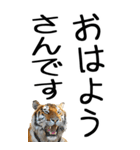 老眼でも見える虎【関西弁】3（個別スタンプ：34）