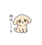 クレヨン画トイプー アプリコット(日常会話（個別スタンプ：22）