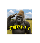 ゴリラ様！動く3(改訂版)（個別スタンプ：3）