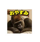 ゴリラ様！動く3(改訂版)（個別スタンプ：24）