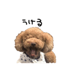 ぷーじーかわいいね（個別スタンプ：13）