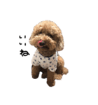 ぷーじーかわいいね（個別スタンプ：19）