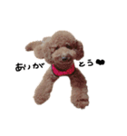 ぷーじーかわいいね（個別スタンプ：29）