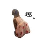 ぷーじーかわいいね（個別スタンプ：36）