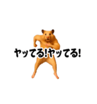 踊る！横揺れ界隈キンクマハムスター（個別スタンプ：10）