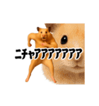 踊る！横揺れ界隈キンクマハムスター（個別スタンプ：19）