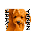 パリピ横揺れトイプードル（個別スタンプ：1）