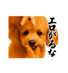 パリピ横揺れトイプードル（個別スタンプ：2）