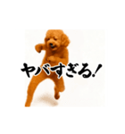 パリピ横揺れトイプードル（個別スタンプ：4）