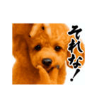 パリピ横揺れトイプードル（個別スタンプ：6）