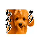 パリピ横揺れトイプードル（個別スタンプ：7）