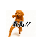 パリピ横揺れトイプードル（個別スタンプ：8）