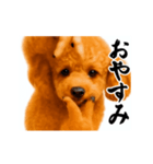 パリピ横揺れトイプードル（個別スタンプ：9）