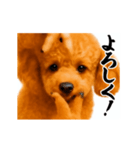 パリピ横揺れトイプードル（個別スタンプ：10）