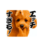 パリピ横揺れトイプードル（個別スタンプ：11）