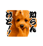 パリピ横揺れトイプードル（個別スタンプ：12）