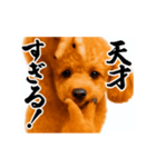 パリピ横揺れトイプードル（個別スタンプ：13）