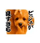 パリピ横揺れトイプードル（個別スタンプ：14）