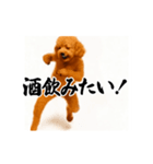 パリピ横揺れトイプードル（個別スタンプ：15）