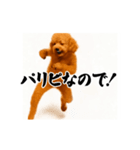 パリピ横揺れトイプードル（個別スタンプ：16）