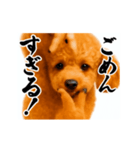 パリピ横揺れトイプードル（個別スタンプ：17）