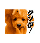 パリピ横揺れトイプードル（個別スタンプ：18）