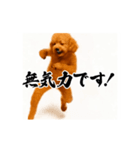 パリピ横揺れトイプードル（個別スタンプ：19）